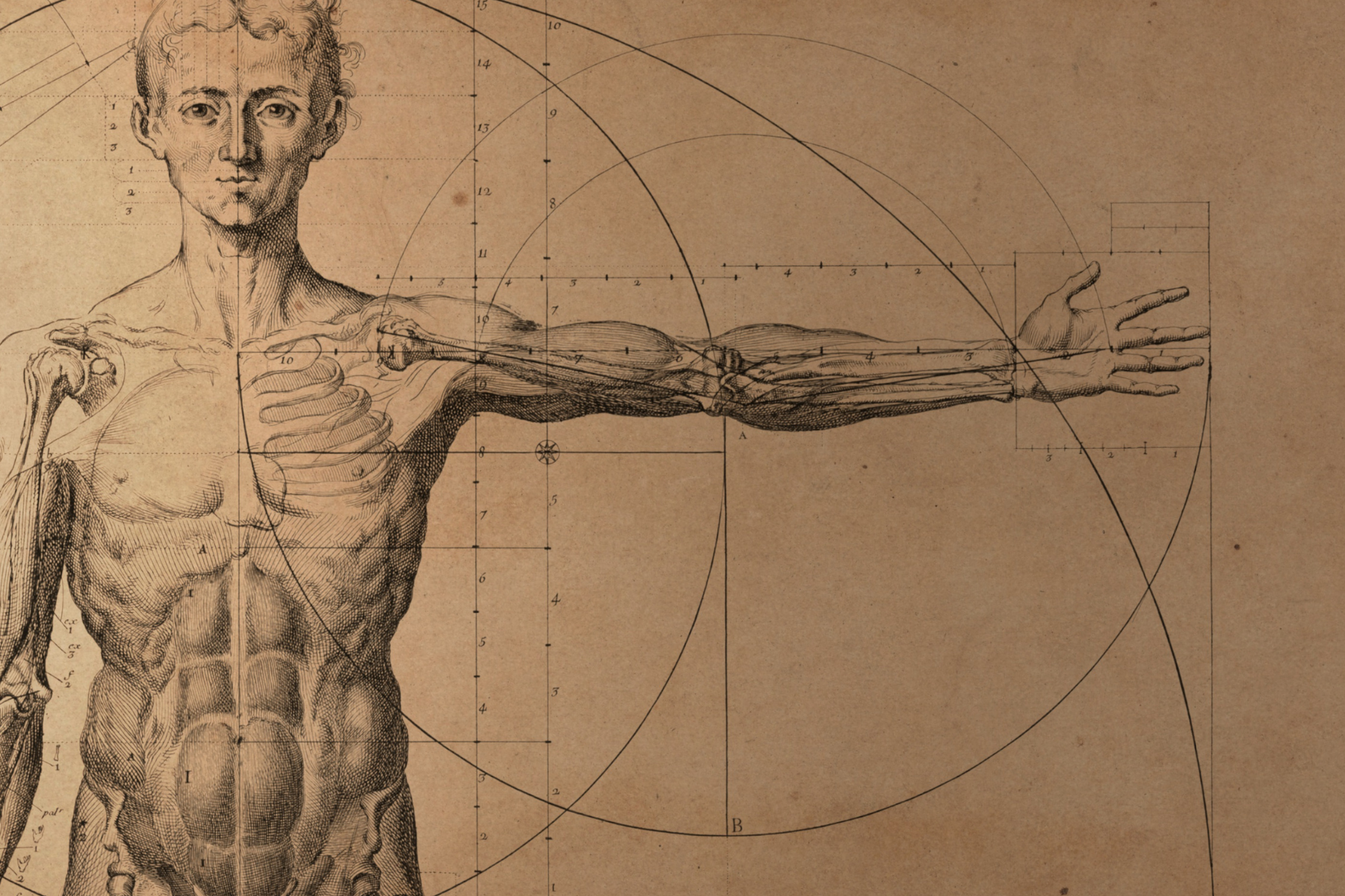 Anatomía básica para entrenadores ( Proximamente)